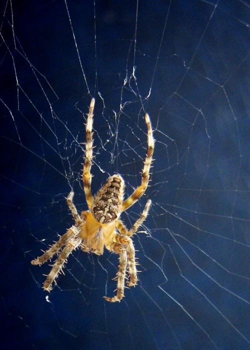 Garden Spider Garden Spider