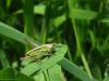 Clover, Grass and Hopper