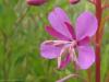 Pinkness!