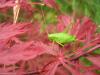 Green plants are out