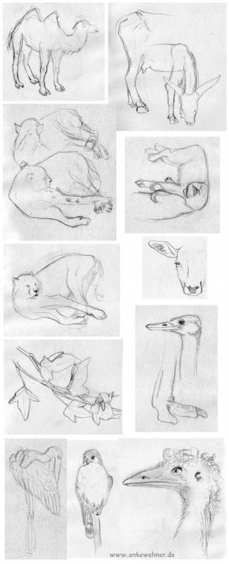 Zoo Sketches Zoo Sketches