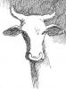 Ox