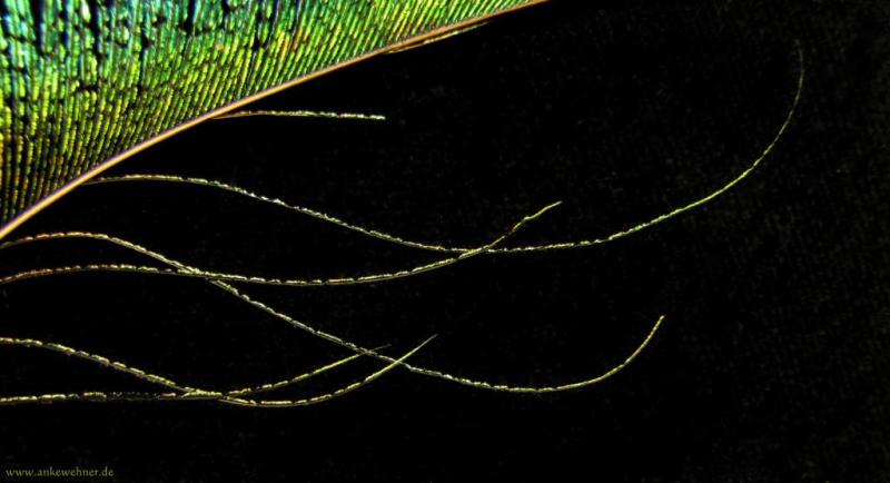 Feather Light Feather Light