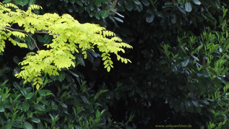 Leaf Green Leaf Green