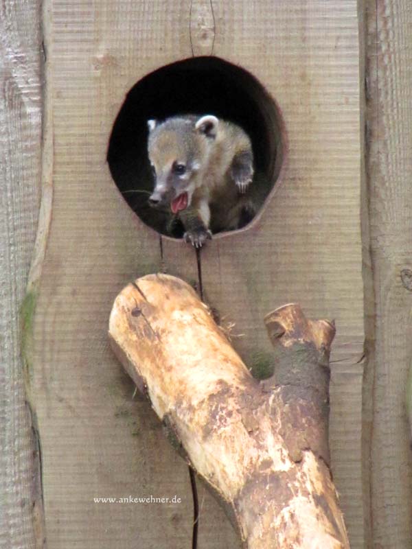 Paging Mommy Coati Paging Mommy Coati