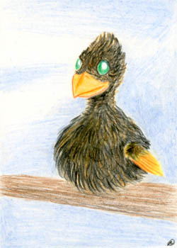 Phoenix Chick Phoenix Chick