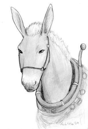Mule Portrait Mule Portrait